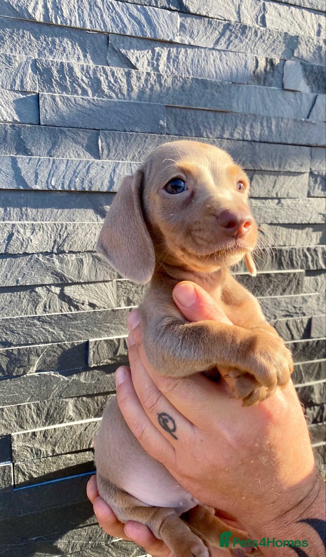 Miniature Dachshund dogs for sale: Miniature dachshunds READY NOW - Advert 9