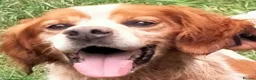 Brittany Spaniel dogs for adoption: Poker - Advert 2