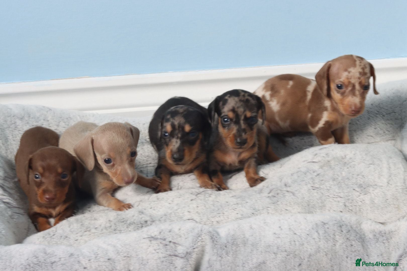 Miniature Dachshund dogs Miniature Dachshund Puppies - Advert 1