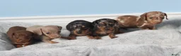 Miniature Dachshund dogs for sale: Miniature Dachshund Puppies - Advert 7