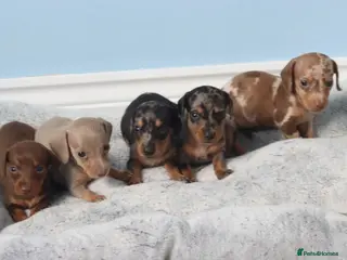 Miniature Dachshund dogs Miniature Dachshund Puppies - Advert 1