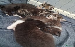 Mixed Breed cats for sale: Last female ready Wednesday - Image 14