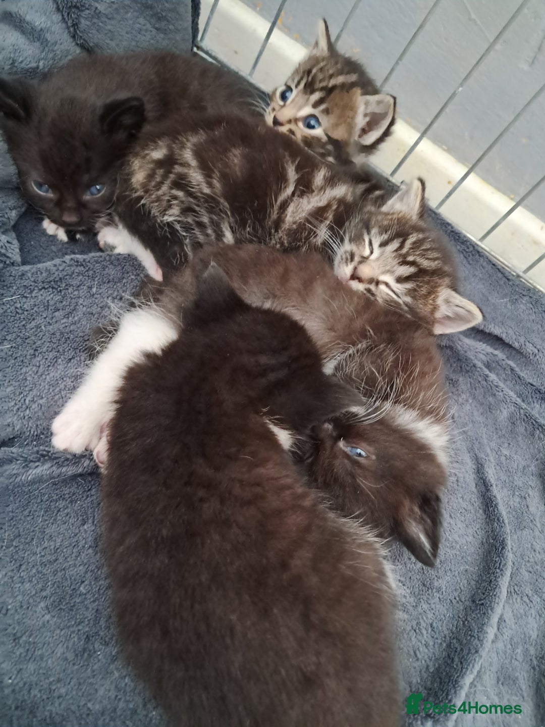 Mixed Breed cats for sale: Last female ready Wednesday - Image 14