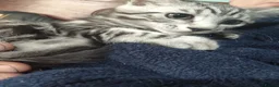 Maine Coon cats for sale: Beautiful Maincoon cross kittens  - Advert 7