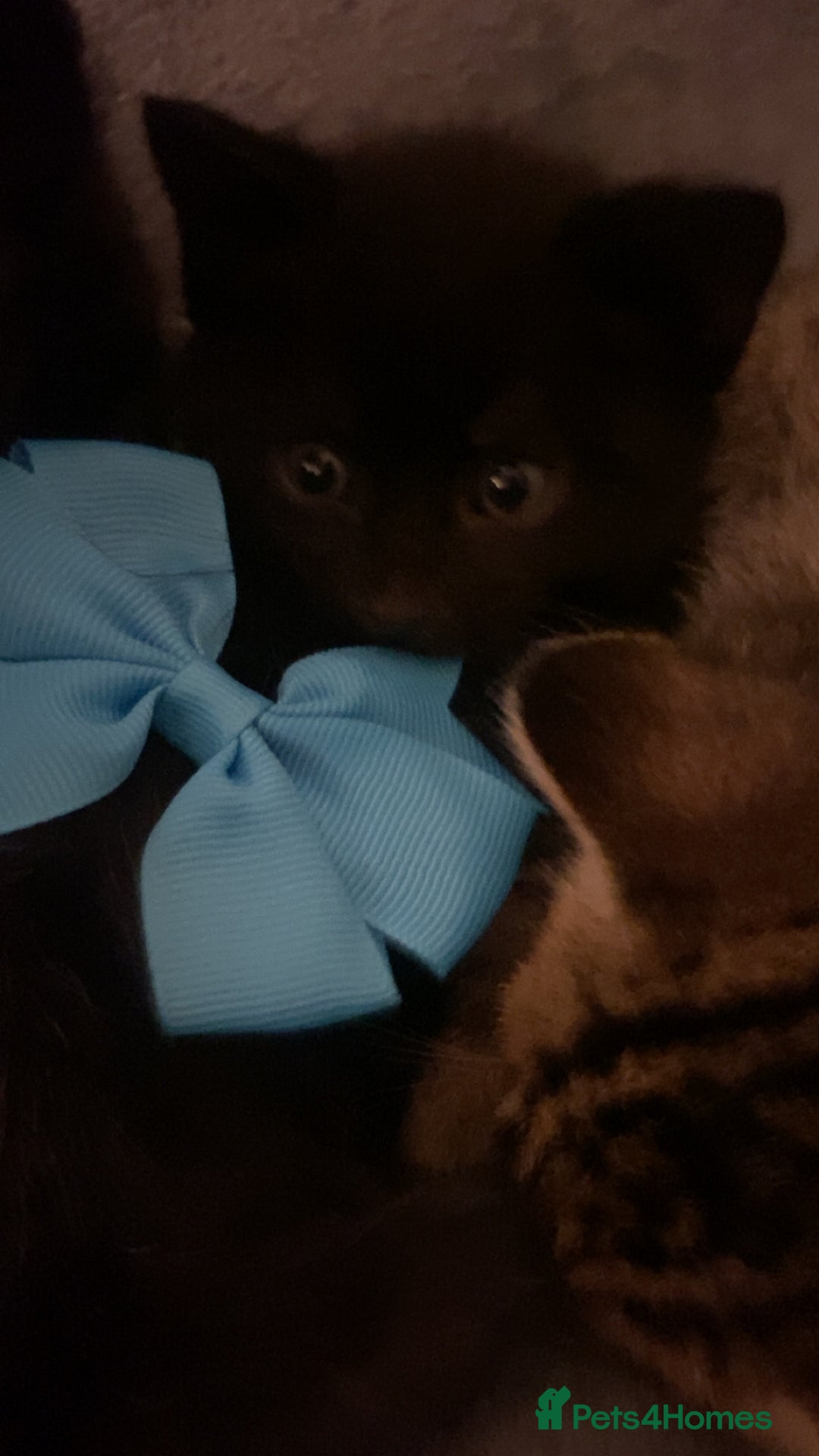 Mixed Breed cats for sale: Mixed bengal and Norwegian kittens  - Advert 14