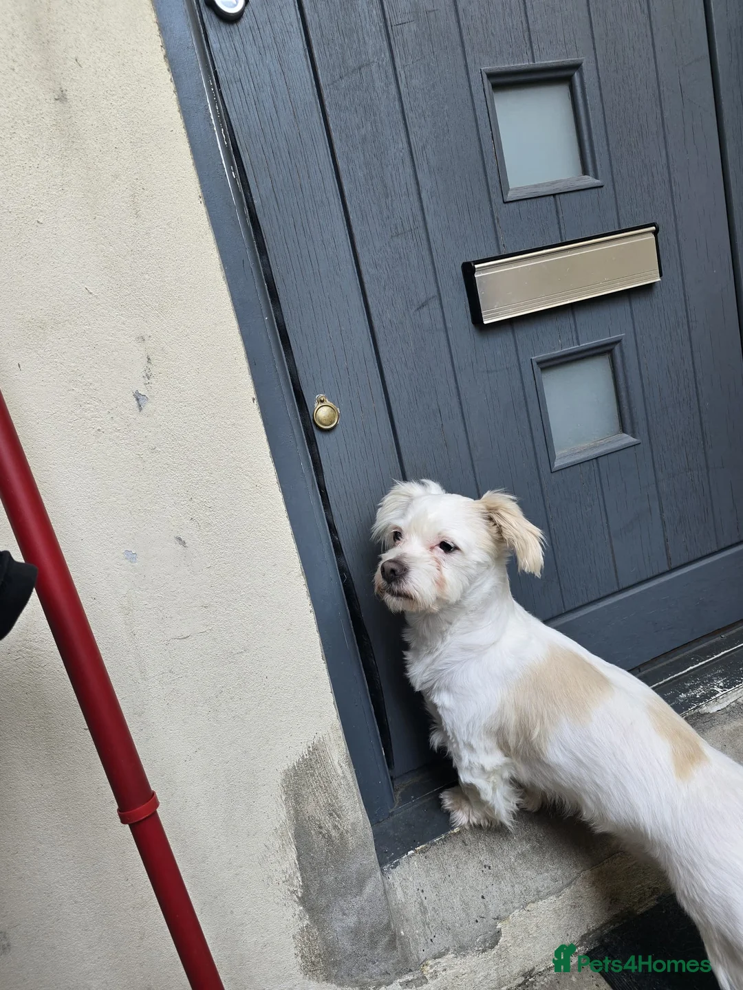 Maltese dogs for sale: Max the Maltese Boy 🐕  in Newport - Advert 5