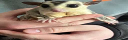 Sugar Glider rodents for sale: 1 male and female sugar gliders-Bonded Pair  - Advert 5