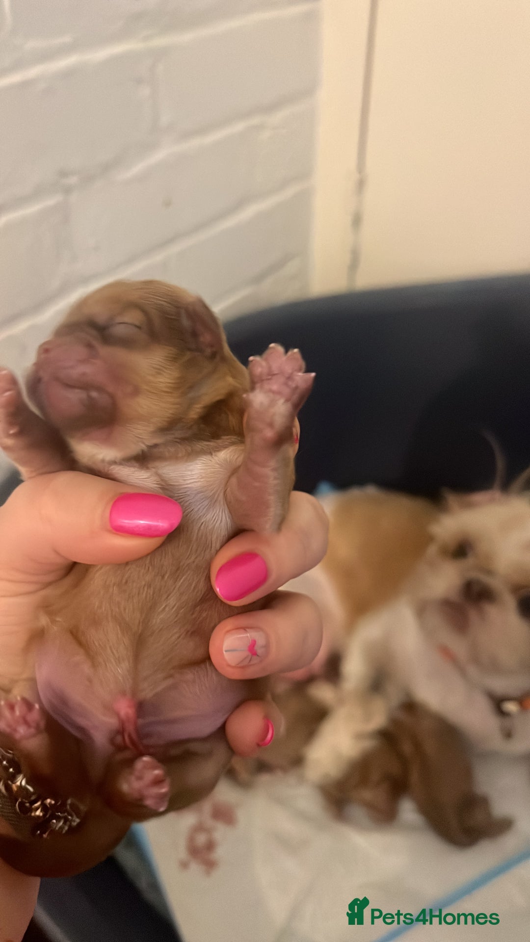 Shih Tzu dogs for sale: Imperial Shih Tzu from Mr Miyagi Line - Image 4