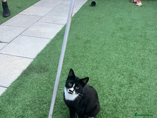 British Shorthair cats - Advert 9