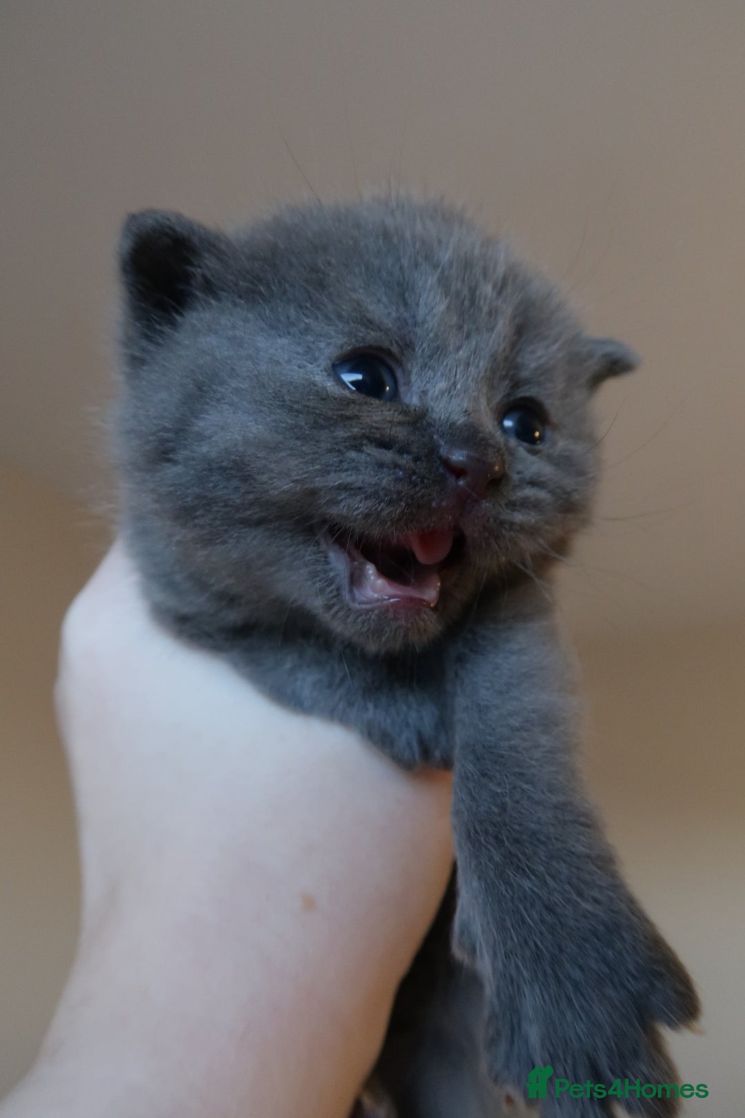 British Shorthair cats for sale: 2 left -GCCF Registered British Shorthair Kittens  - Advert 14
