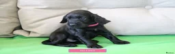 Cocker Spaniel dogs for sale: Health Tested Cocker Spaniel Puppies - Advert 12