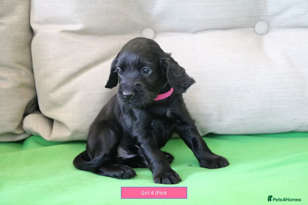 Cocker Spaniel dogs for sale: Health Tested Cocker Spaniel Puppies - Advert 12