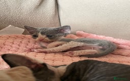 Devon Rex cats for sale: Adorable pure Devon Rex kittens  - Image 7
