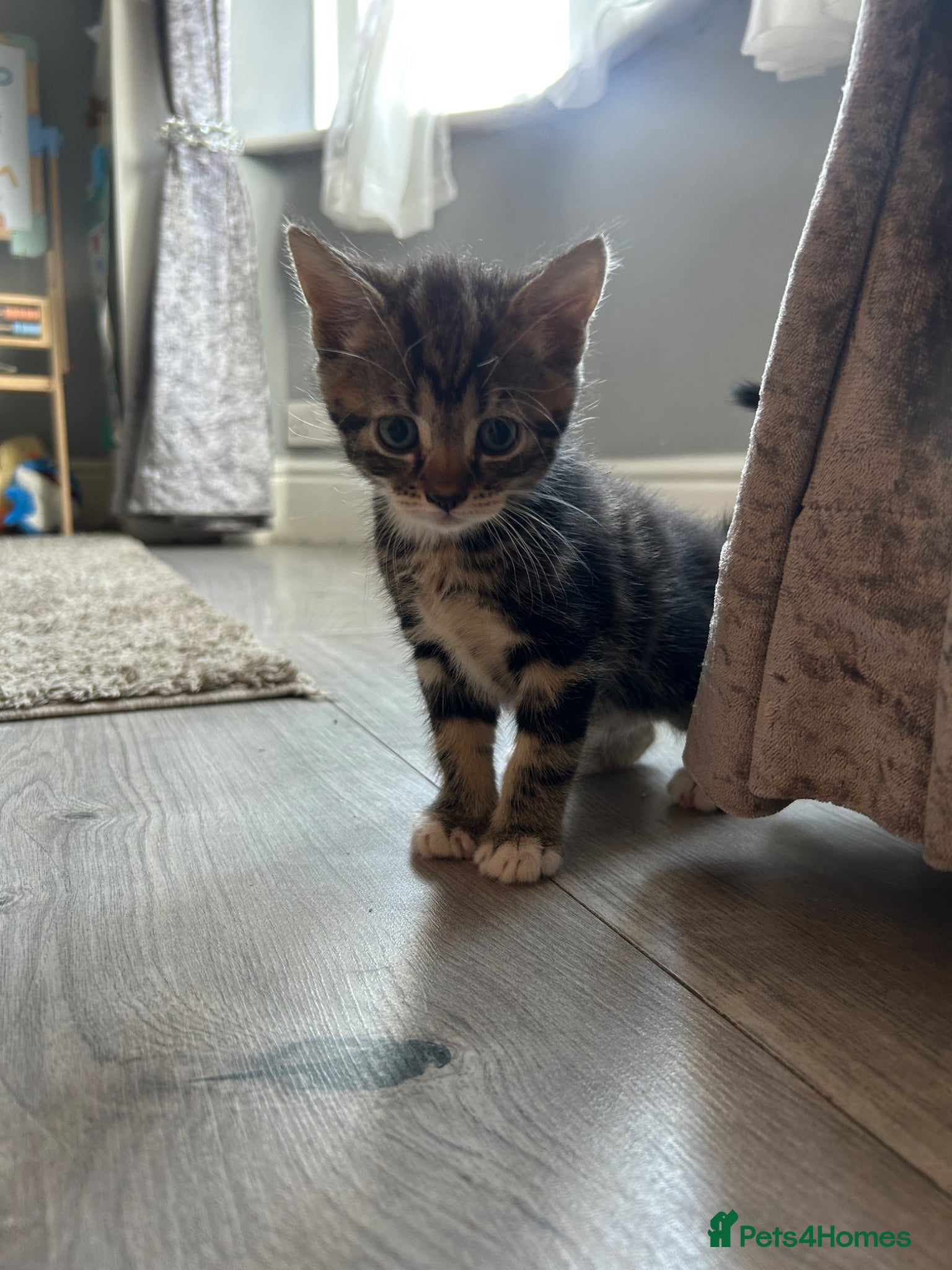 Mixed Breed cats Ready now!  - Advert 5