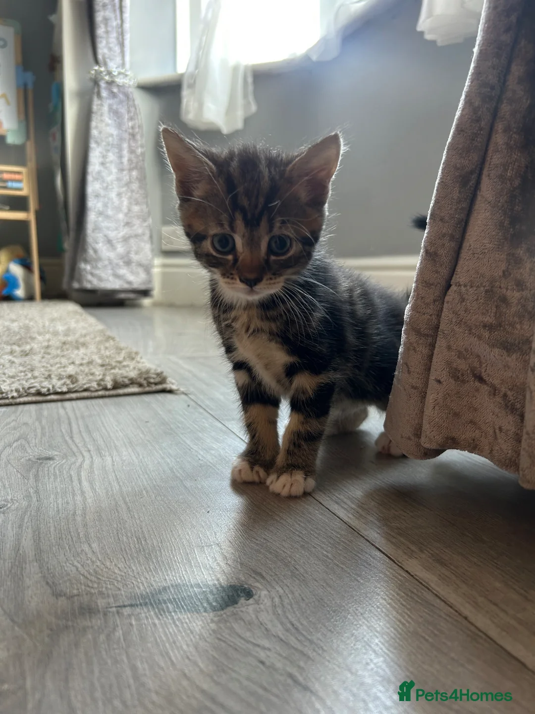 Mixed Breed cats for sale: Ready now!  - Advert 1