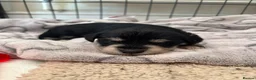Miniature Schnauzer dogs for sale: BVA and MAC clear Beautiful Miniature schnauzers - Advert 9