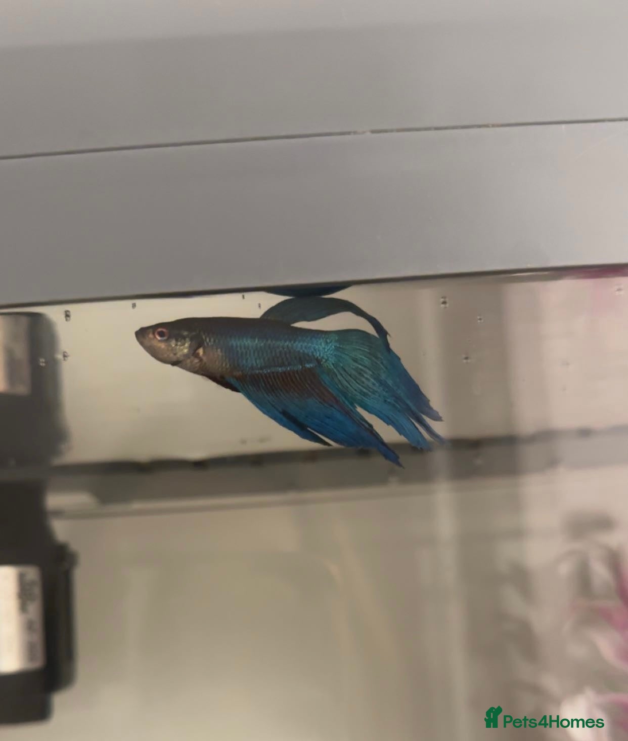 Bettas fish male betta fish free - Advert 6