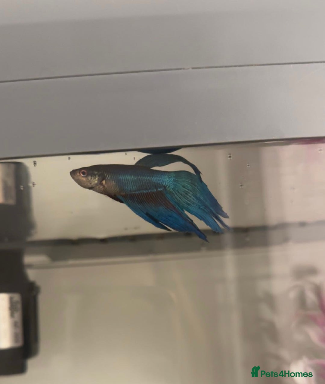 Bettas fish for sale: male betta fish £10-£60 with tank and accessories - Advert 1