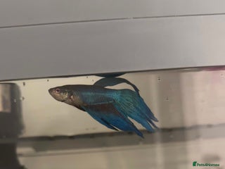 Bettas fish male betta fish £10-£60 with tank and accessories - Advert 2