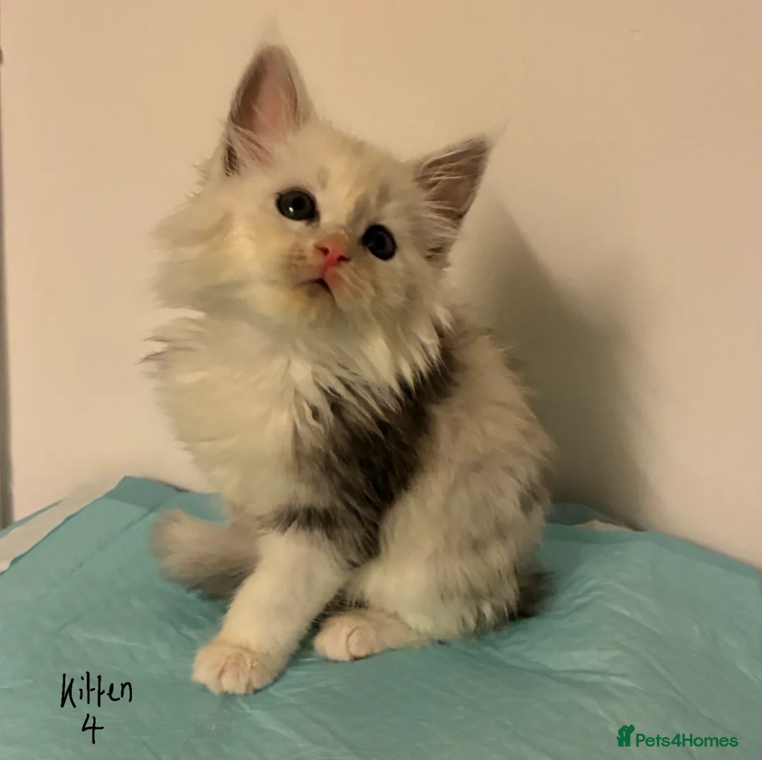 Maine Coon cats for sale: Polydactyl Maine Coon Kittens — TICA Registered  - Advert 9