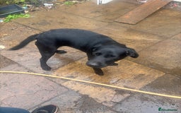 Labrador Retriever dogs for sale: Show type Labrador girl looking for forever home - Image 4