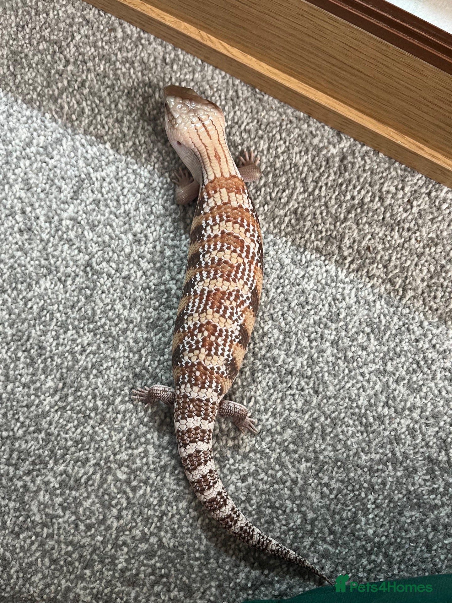 Skink reptiles Northern blue tongued skink - Advert 16