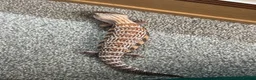 Skink reptiles for sale: Northern blue tongued skink in Sheffield - Advert 1