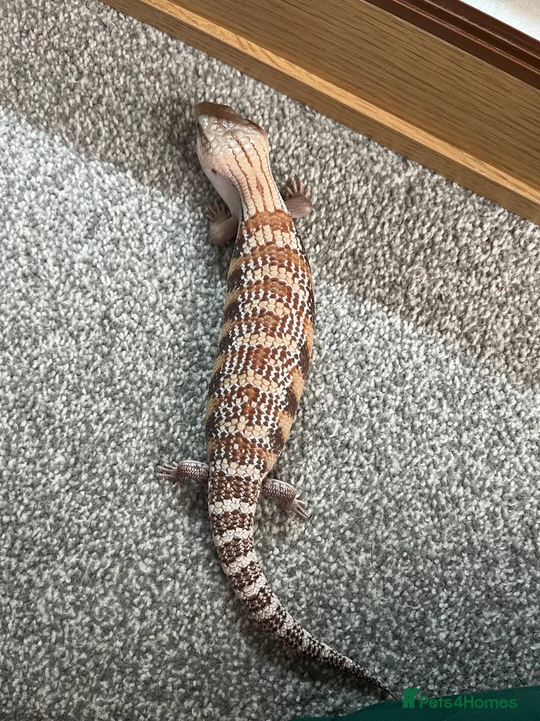 Skink reptiles for sale: Northern blue tongued skink in Sheffield - Advert 1