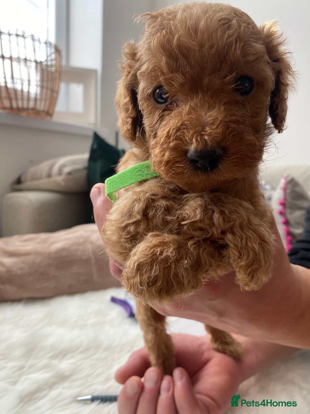 Goldendoodle dogs for sale: F1Goldendoodel puppies now ready for new home  - Advert 19