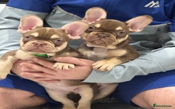 French Bulldog dogs for sale: French bulldog  - Image 11