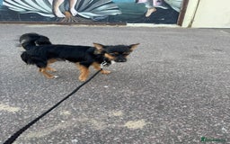 Pomchi dogs for sale: Gizmo - Image 3