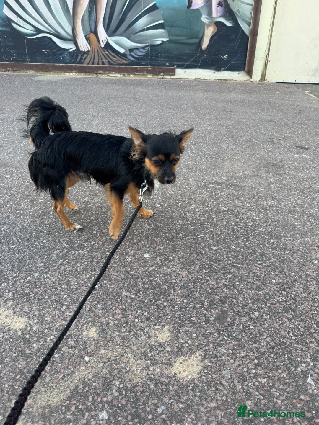 Pomchi dogs for sale: Gizmo - Image 3