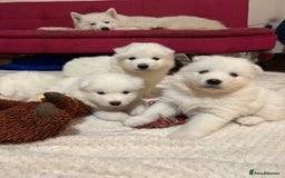 Samoyed dogs for sale: Samoyed puppies for sale - Image 5