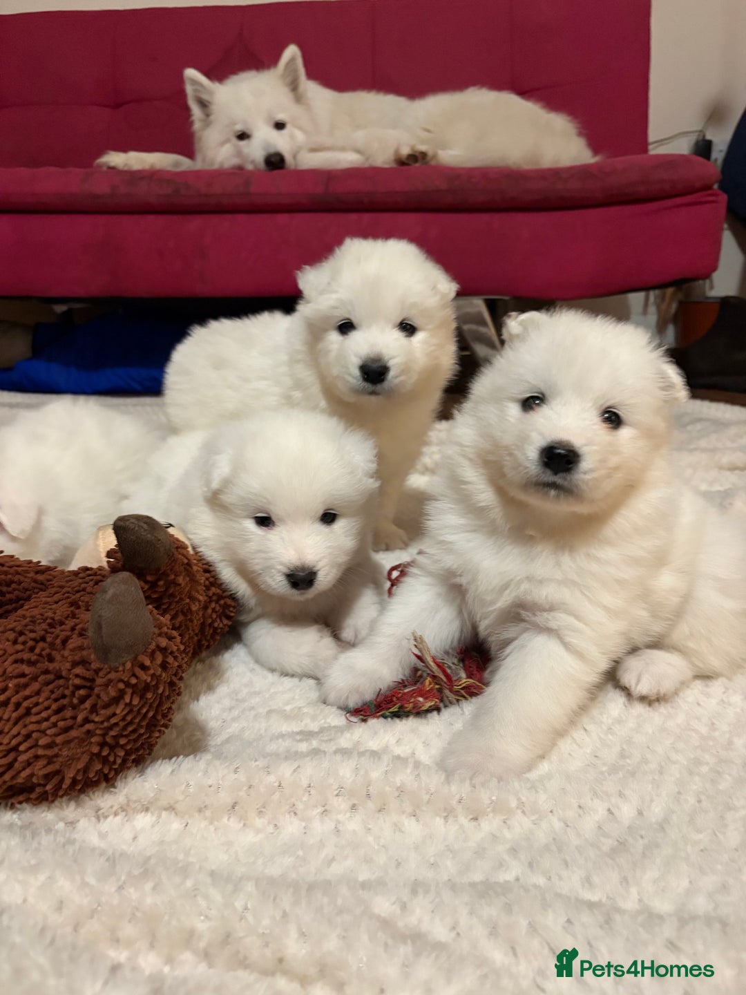 Samoyed dogs for sale: Samoyed puppies for sale - Image 5