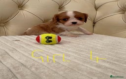 Cavalier King Charles Spaniel dogs for sale: 🐶 true miniature King Charles puppy’s 🐶 - Image 10