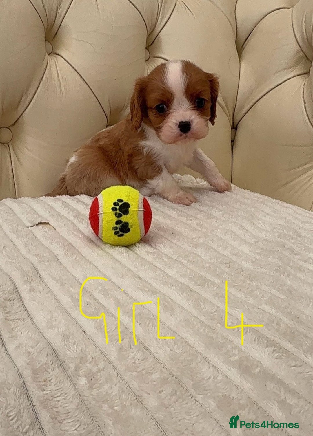 Cavalier King Charles Spaniel dogs for sale: 🐶 true miniature King Charles puppy’s 🐶 - Image 10