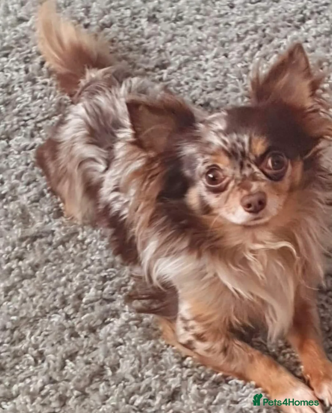 Chihuahua dogs for stud: Merle long haired Chihuahua Stud in Nottingham - Advert 7