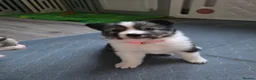 Siberian Husky dogs for sale: Yakutian Laika puppies  - Advert 19
