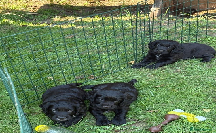 Cocker Spaniel dogs - Advert 2