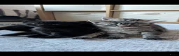 Mixed Breed cats for sale: Kittens for sale  - Advert 2