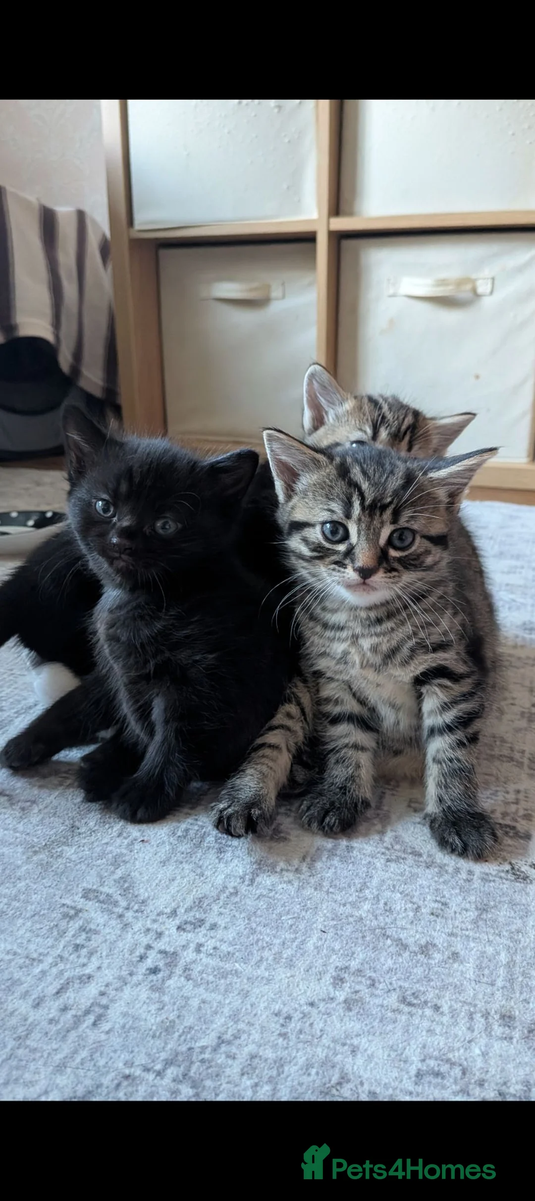 Mixed Breed cats for sale: Kittens for sale  - Advert 2