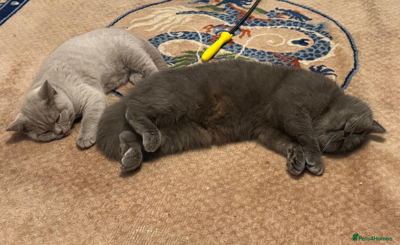 Scottish Fold cats for sale: GORGIOUS LILAC BRITISH SHORTHAIR MALE KITTEN - Advert 2