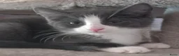 Mixed Breed cats for sale: Maine Coon X kittens - Advert 2