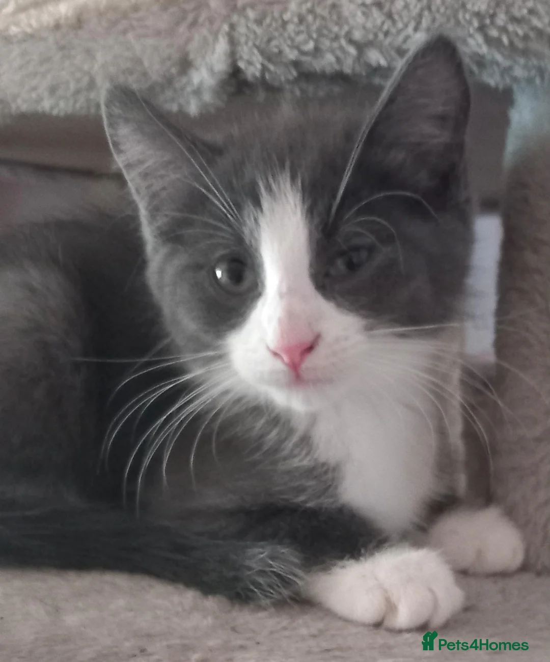 Mixed Breed cats for sale: Maine Coon X kittens - Advert 2