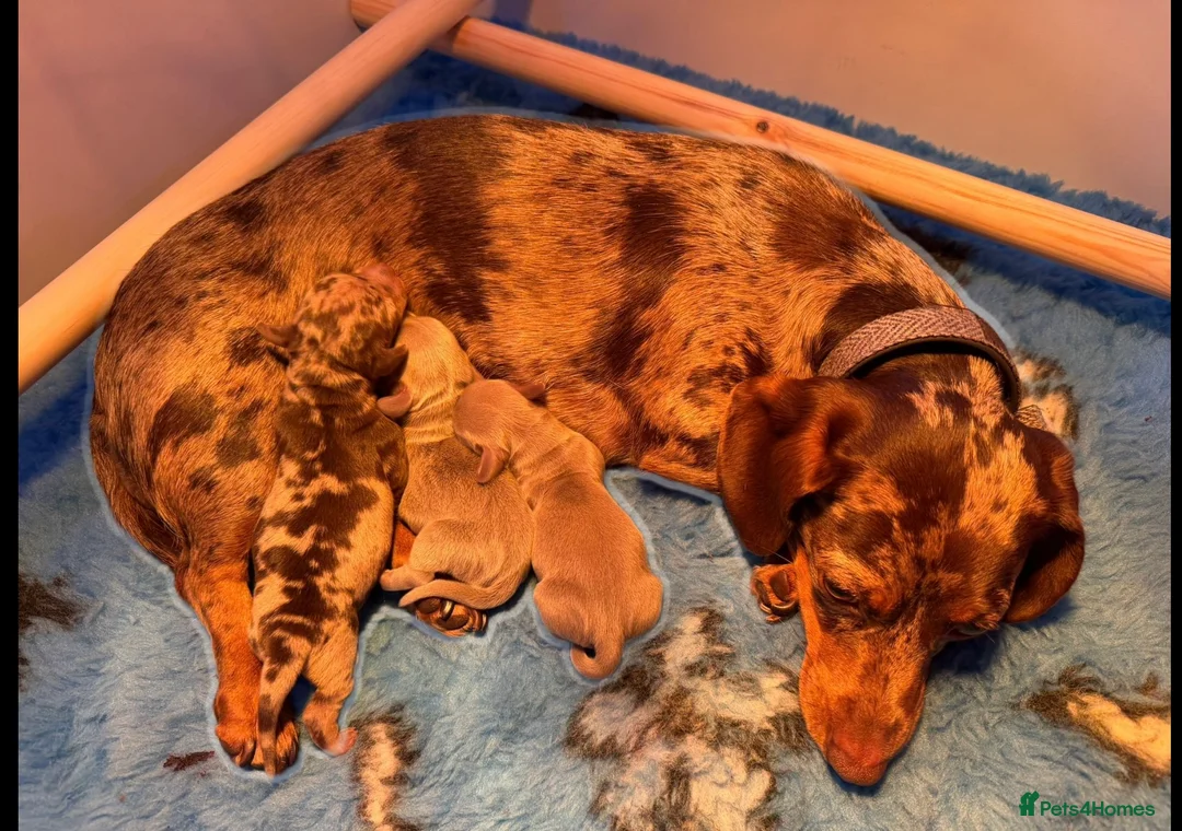 Miniature Dachshund dogs for sale: Beautiful miniature Dachshund puppies - Advert 2