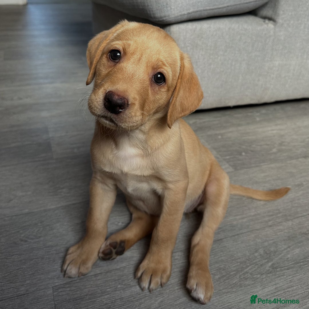 Labrador Retriever dogs for sale: Labrador Seeking New Home - Advert 7