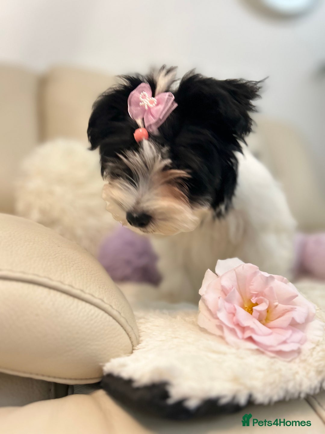 Biewer Terrier dogs for sale: 🩶🩷Biewer-Biro Champion heritage pups! 🐶❤️ - Image 38