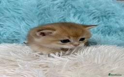 British Shorthair cats for sale: British Shorthair Kitten Golden Tipped Colourpoint - Image 4