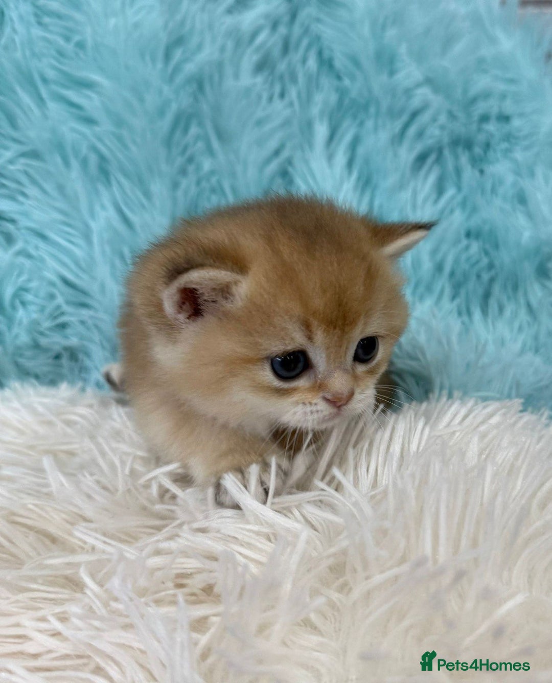 British Shorthair cats for sale: British Shorthair Kitten Golden Tipped Colourpoint - Image 4
