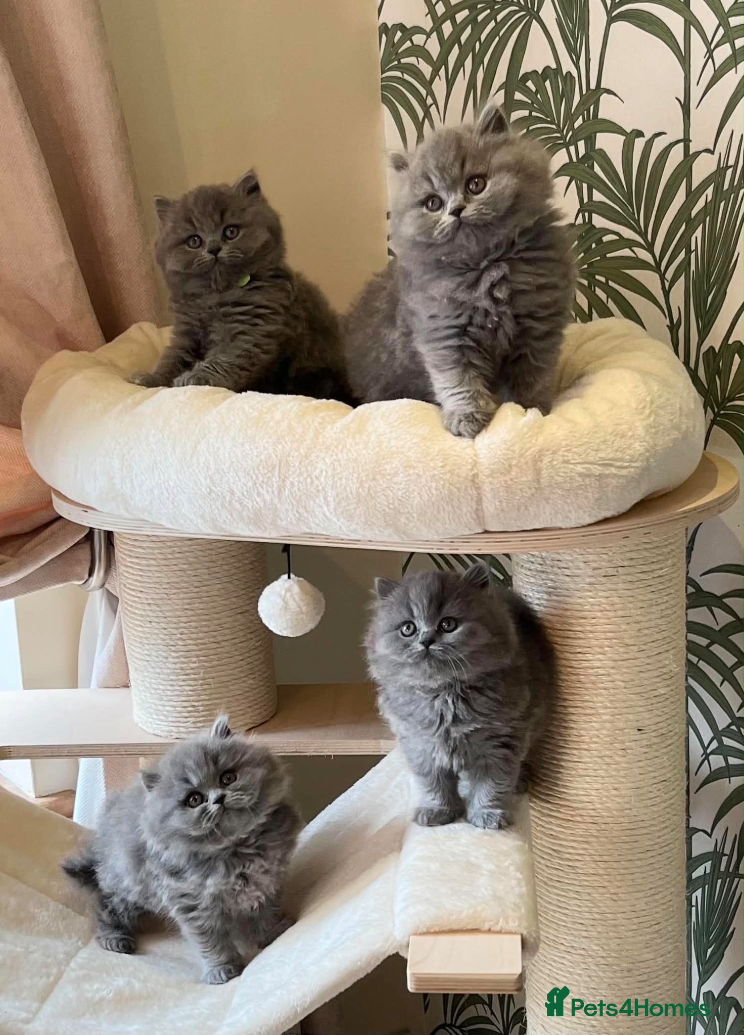 British Longhair cats for sale: Adorable GCCF registered British Longhair kittens - Advert 1